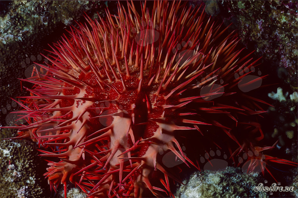 Crown-of-Thorns Starfish in the Reef