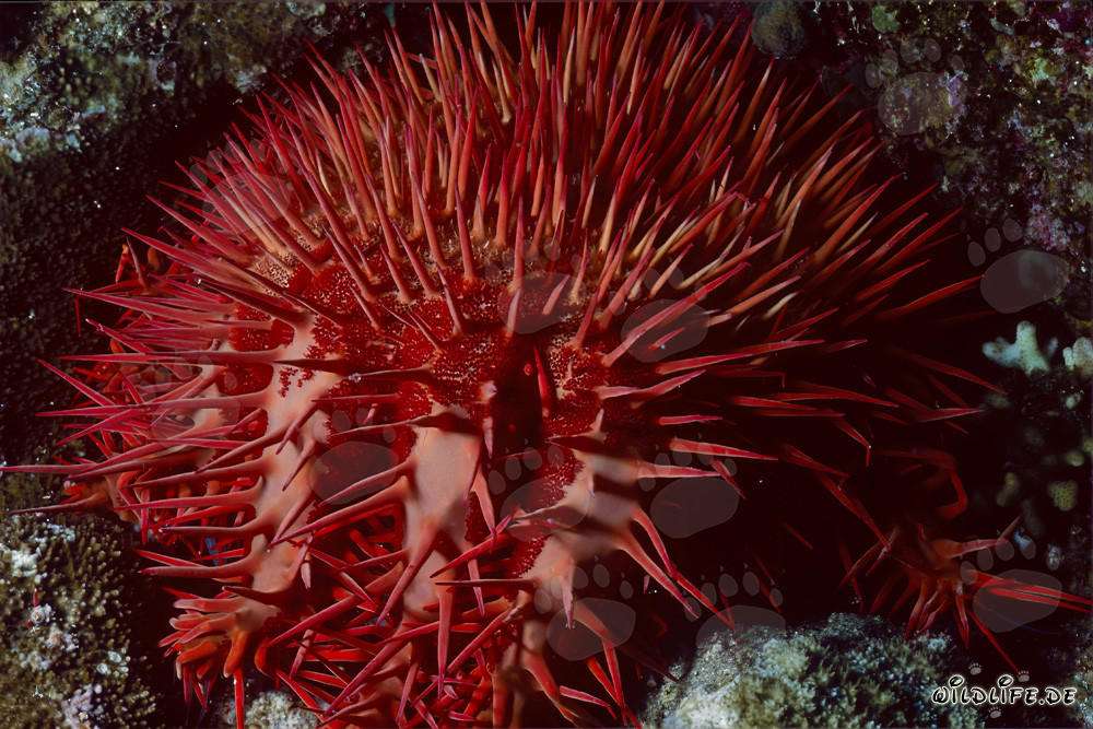 Estrella de mar corona de espinas rojas en el arrecife