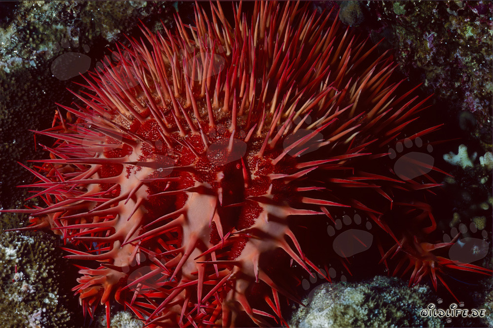 Étoile de mer couronne d'épines rouge sur le récif