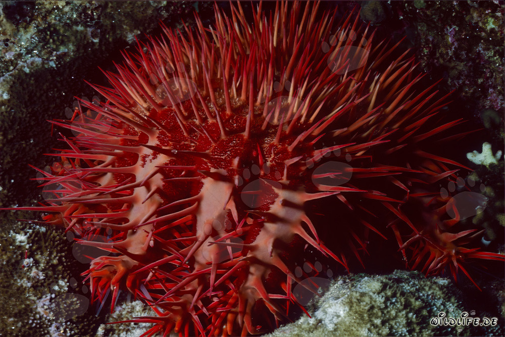 Mysterious Crown-of-Thorns Starfish in the Coral Reef of Ras Mohammad, Egypt