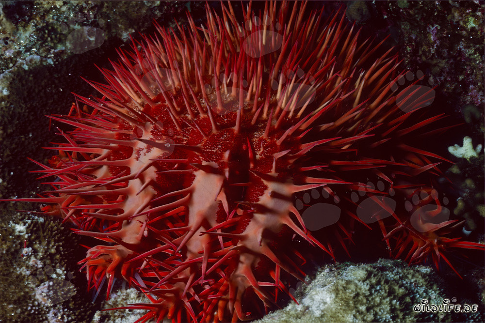 Estrella de mar corona de espinas misteriosa en el arrecife de coral de Ras Mohammad, Egipto
