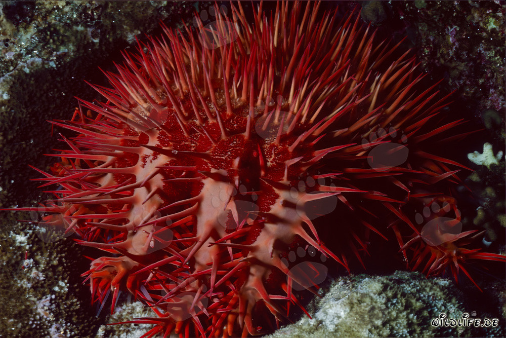 Étoile de mer couronne d'épines mystérieuse dans le récif de corail de Ras Mohammad, Égypte