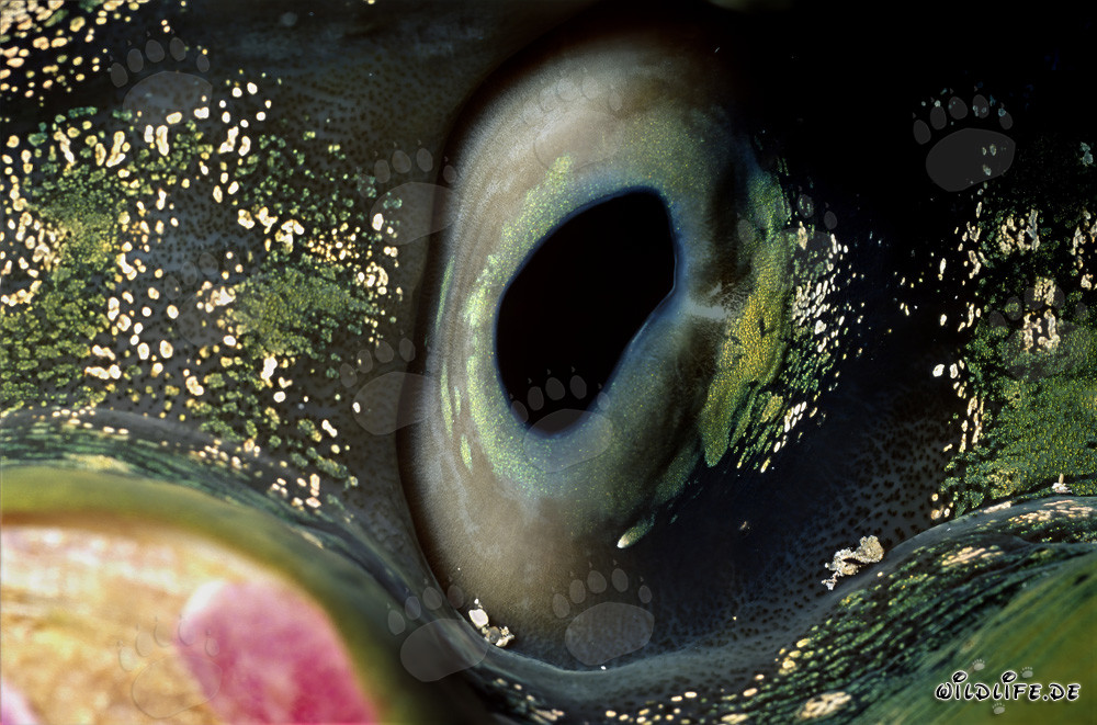 Colorful Giant Clam (Tridacna) in the Red Sea