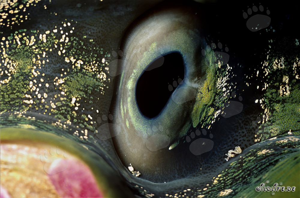Mollusco assassino colorato (Tridacna) nel Mar Rosso