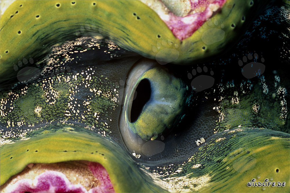 Fascinating Giant Clam (Tridacna) in the Red Sea