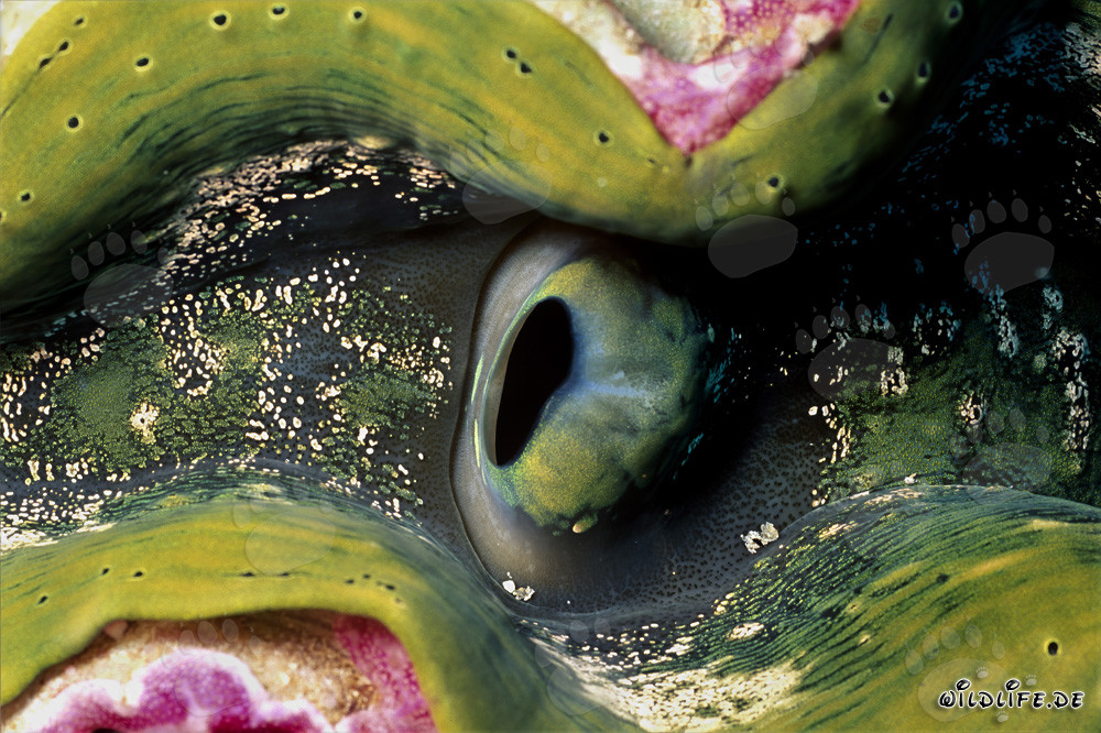 Affascinante Tridacna (mollusco assassino) nel Mar Rosso