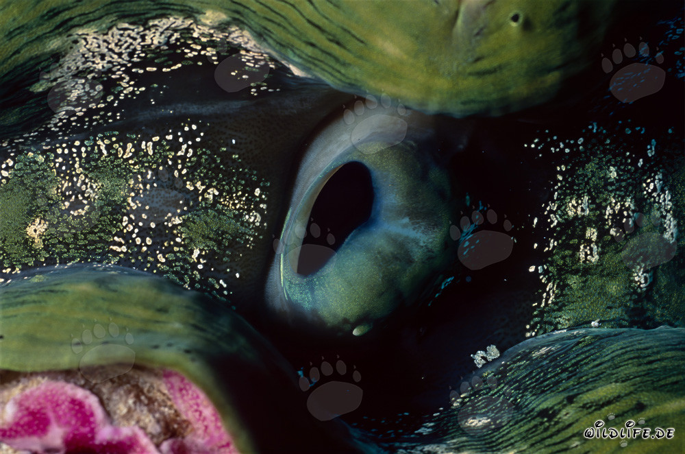 Merveilleux bénitier géant (Tridacna) sur le récif corallien