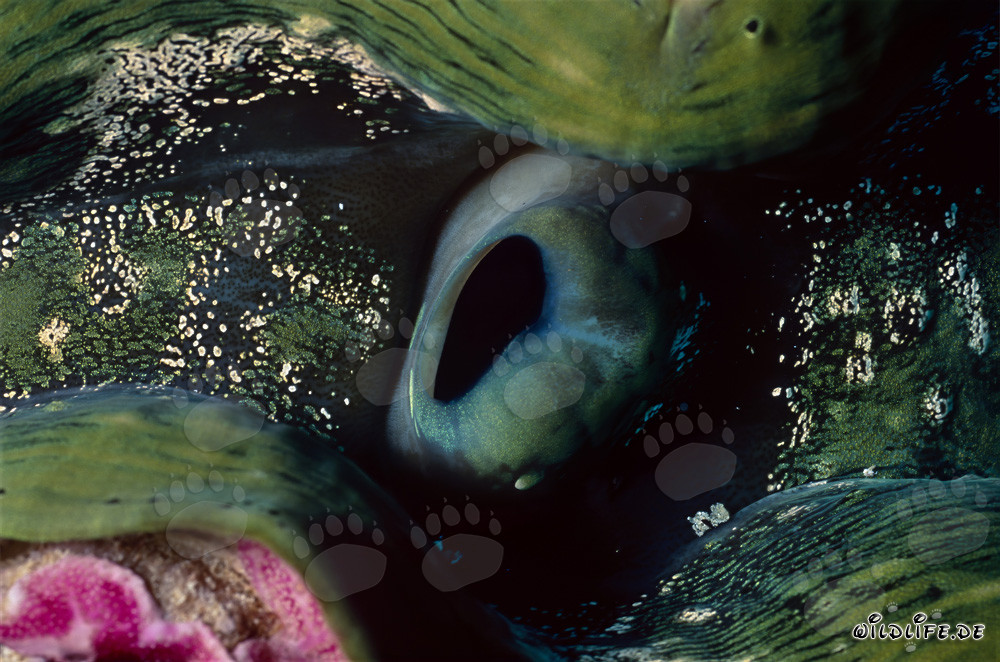 Fascinating Giant Clam (Tridacna) at the Coral Reef