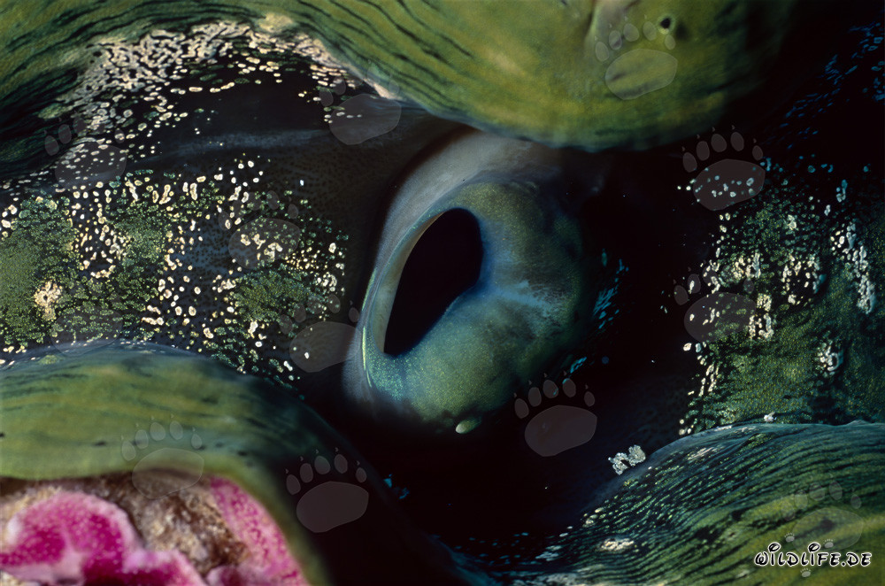 Affascinante Tridacna gigante (Tridacna) sulla barriera corallina