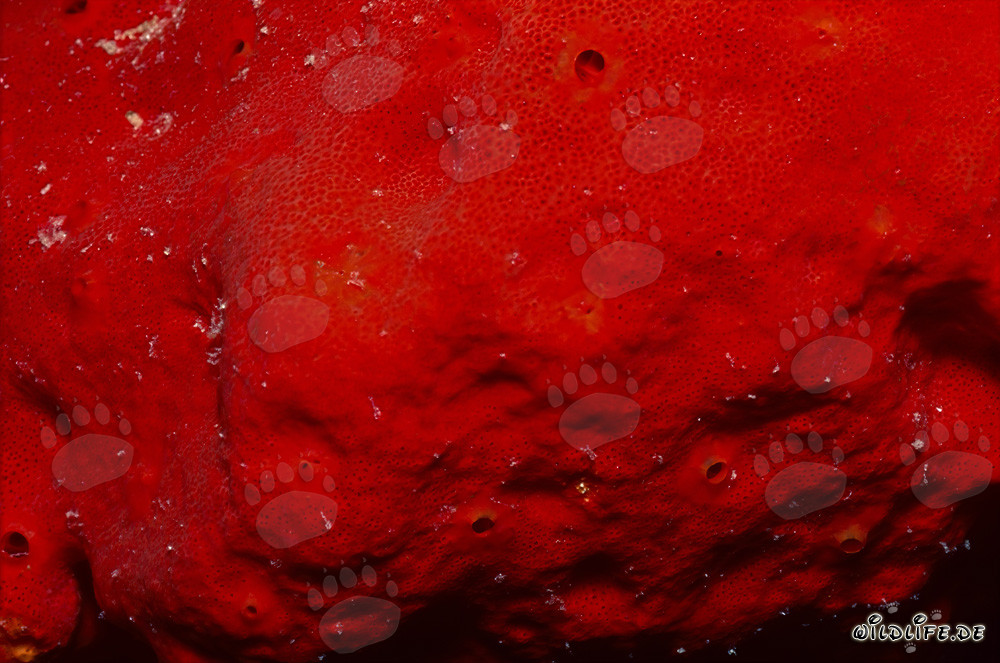 Éponge rouge éclatante dans la mer Rouge cristalline