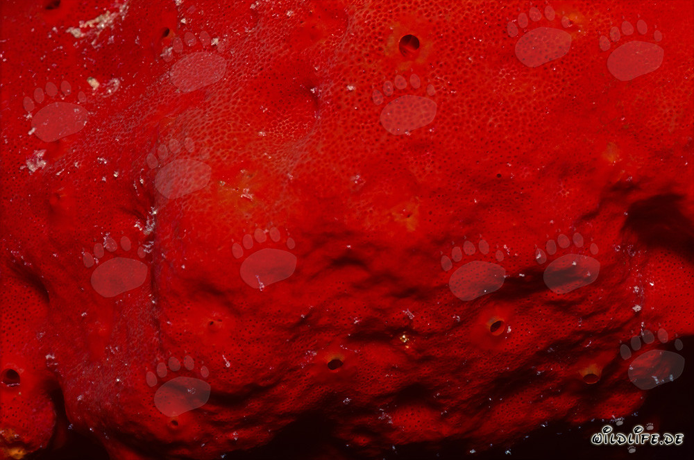 Esponja roja brillante en el cristalino Mar Rojo
