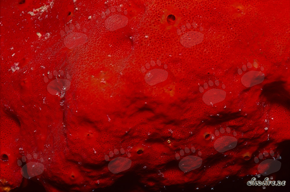Vibrant Red Sponge in the Crystal Clear Red Sea