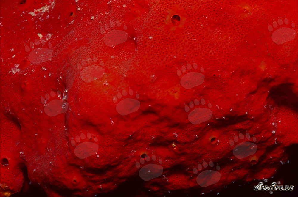 Spugna rossa brillante nel cristallino Mar Rosso