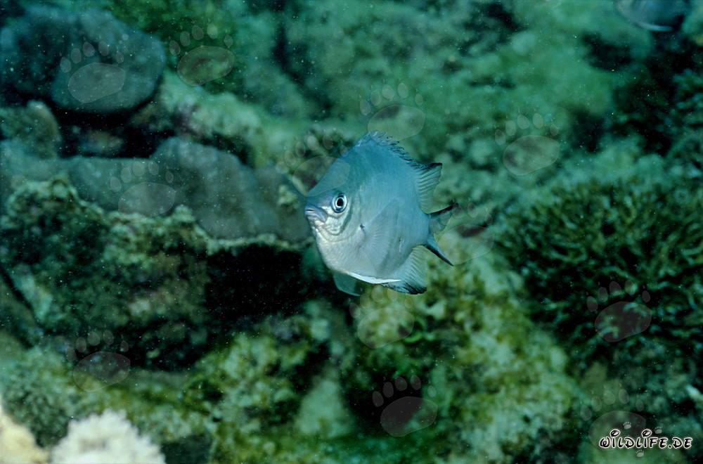 Fascinante Peces ángel de vientre blanco (Amblyglyphidodon leucogaster)