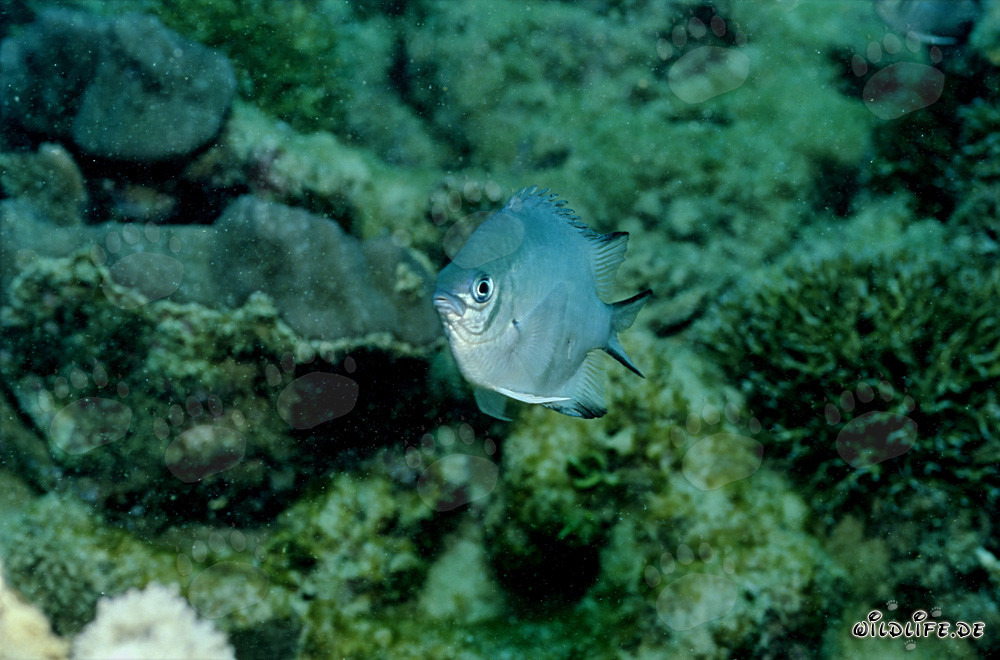 Affascinante Pesce angelo ventrebianco (Amblyglyphidodon leucogaster)