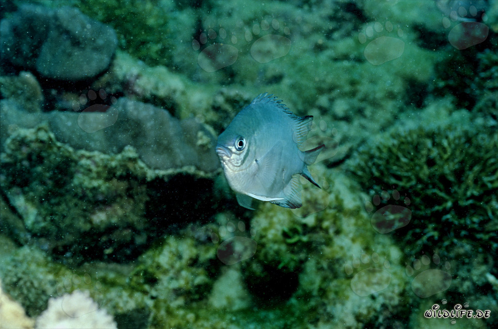 Weißbauch-Riffbarsch
