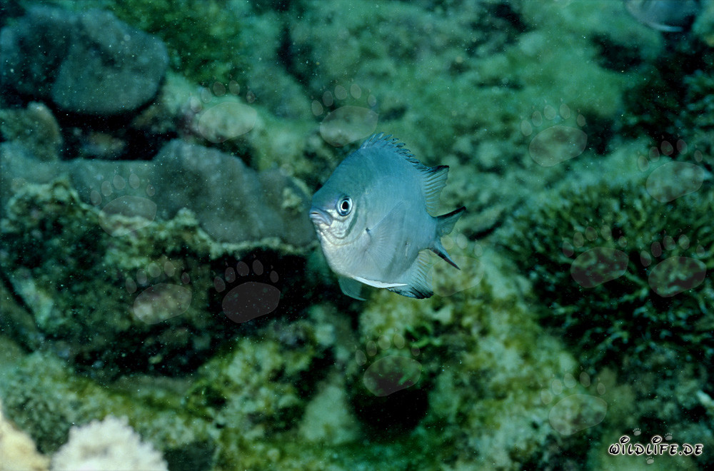Fascinating Whitebelly damsel (Amblyglyphidodon leucogaster)