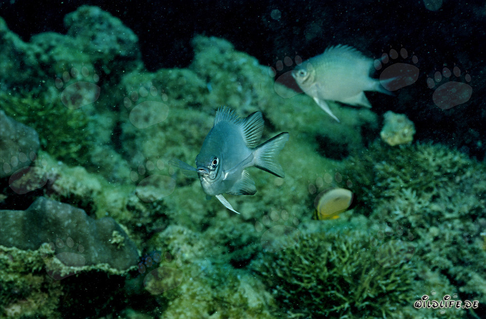Fascinante Damisela de vientre blanco (Amblyglyphidodon leucogaster)