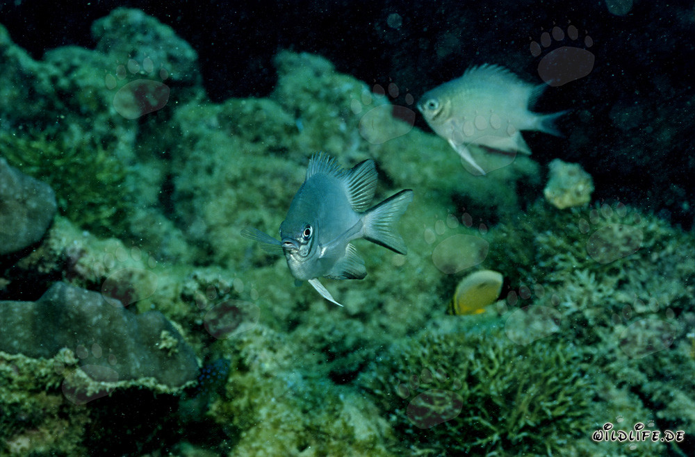 Affascinante Damsel ventre bianco (Amblyglyphidodon leucogaster)