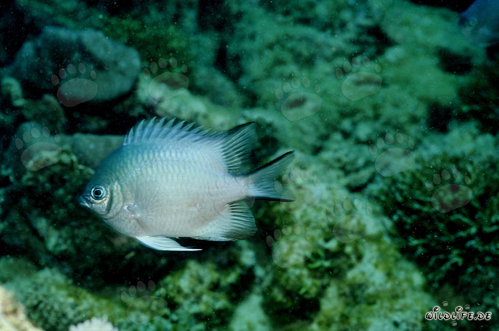 Perche du ventre blanc (Amblyglyphidodon leucogaster)