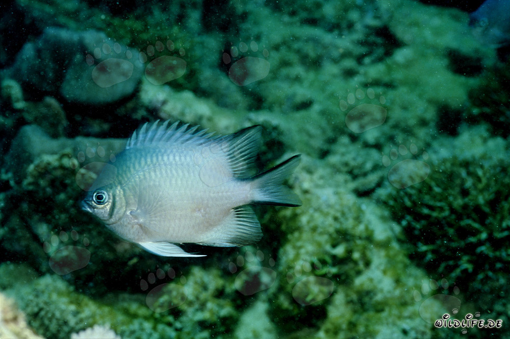 Pesce angelo dal ventre bianco (Amblyglyphidodon leucogaster)