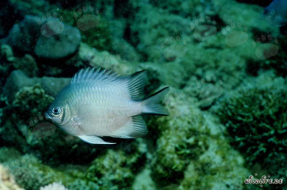 Whitebelly damsel (Amblyglyphidodon leucogaster)