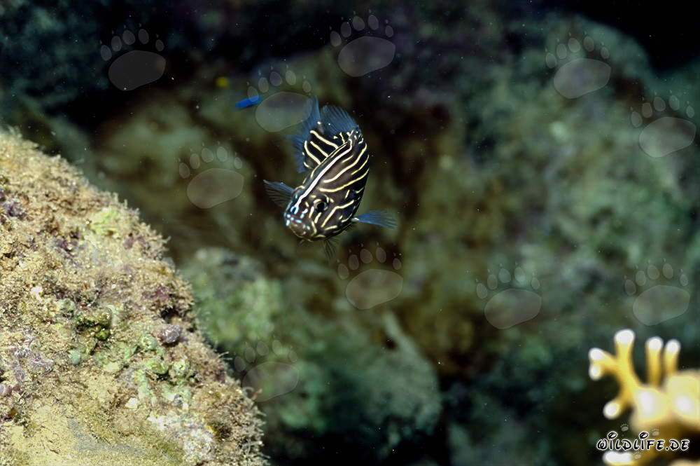 Fotografia di un pesce saponato a sei strisce nella laguna di Beqa, Figi