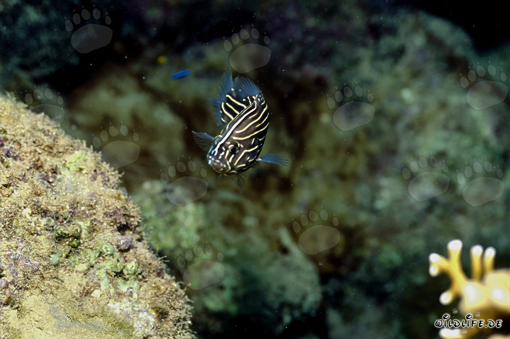 Photographie d'un poisson-savon à six bandes dans la lagune de Beqa, Fidji