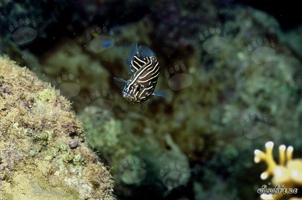 Fotografie eines Sechsstreifen-Seifenbarsches in der Beqa Lagune, Fidschi