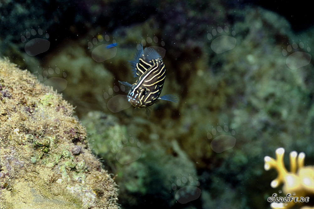 Photograph of a Sixstriped Soapfish in Beqa Lagoon, Fiji