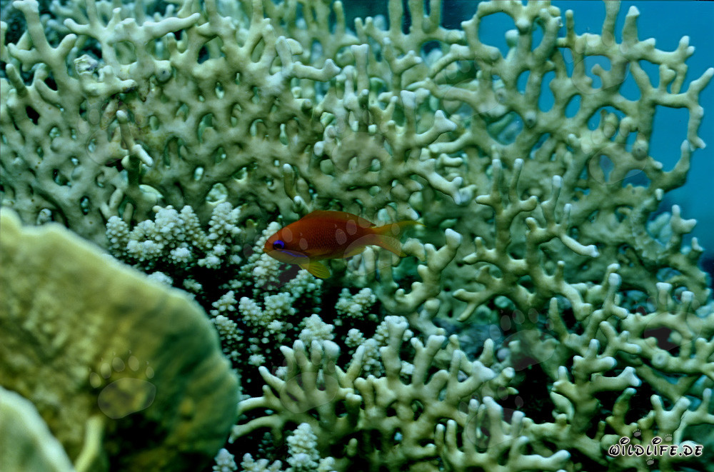 Anthias bijou devant une corail de feu
