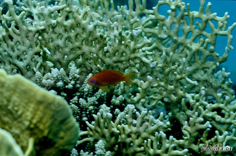 Pez joya delante de un coral de fuego