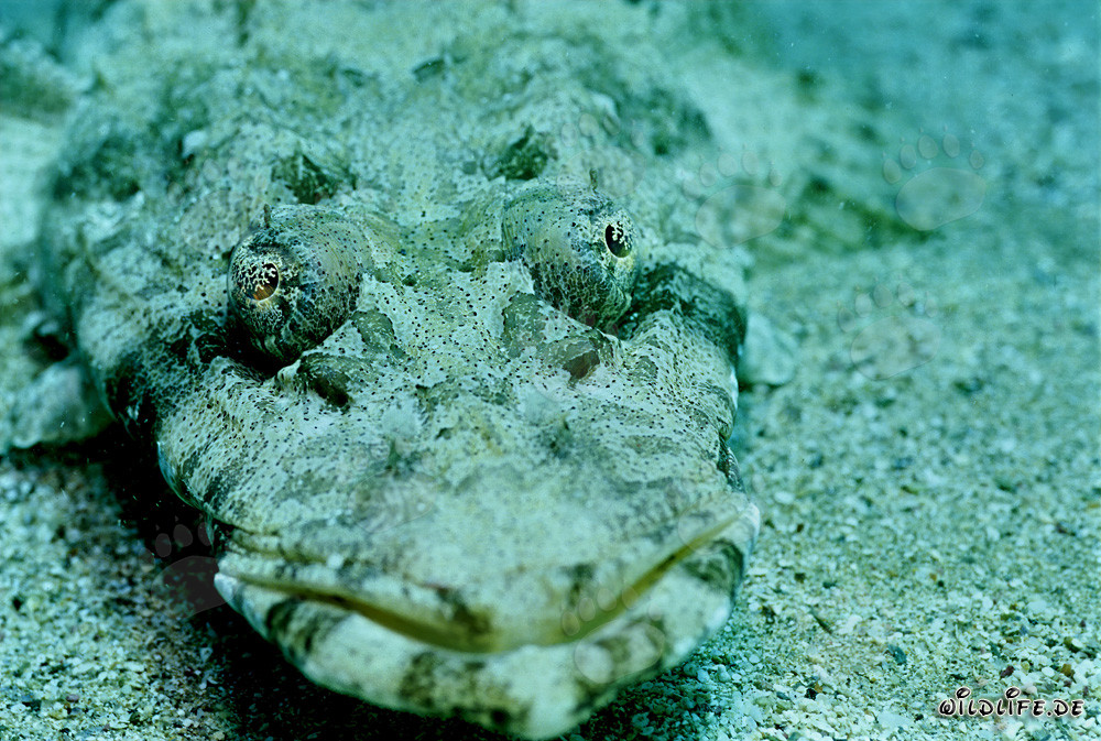 Well-camouflaged Indian flathead (Platycephalus indicus) in the Red Sea
