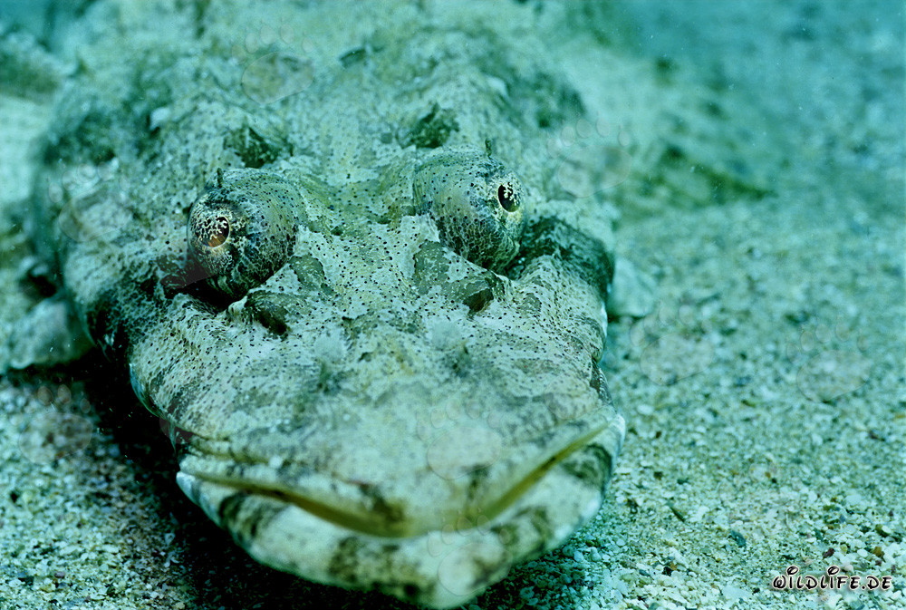 Platycephalus indicus bien camuflado en el Mar Rojo