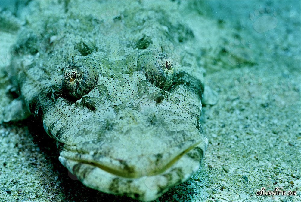 Platycephalus indicus ben mimetizzato nel Mar Rosso