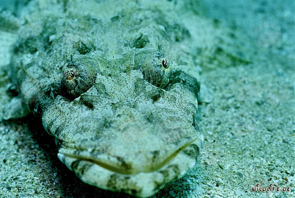 Platycephalus indicus bien camouflé dans la mer Rouge