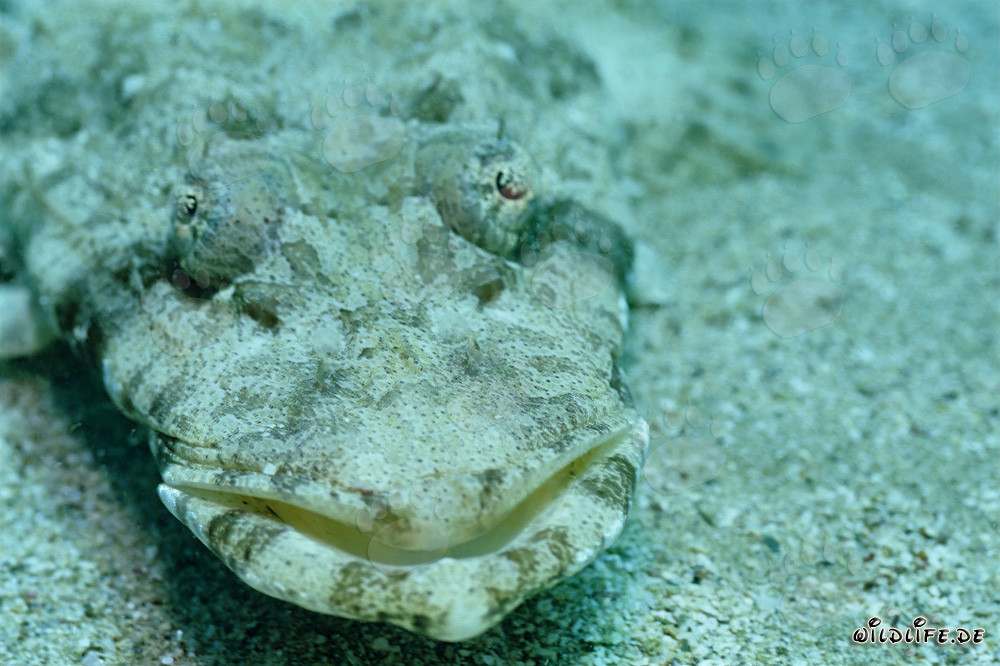 Cabeza plana india (Platycephalus indicus) en fondo de arena