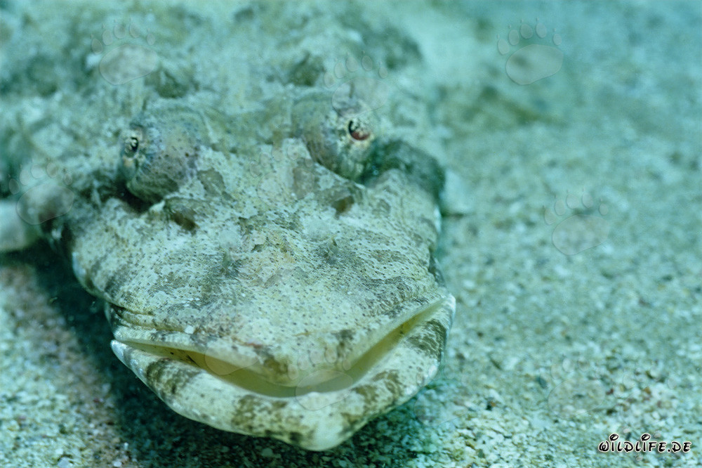 Cefaloplatea indiana (Platycephalus indicus) su fondo di sabbia