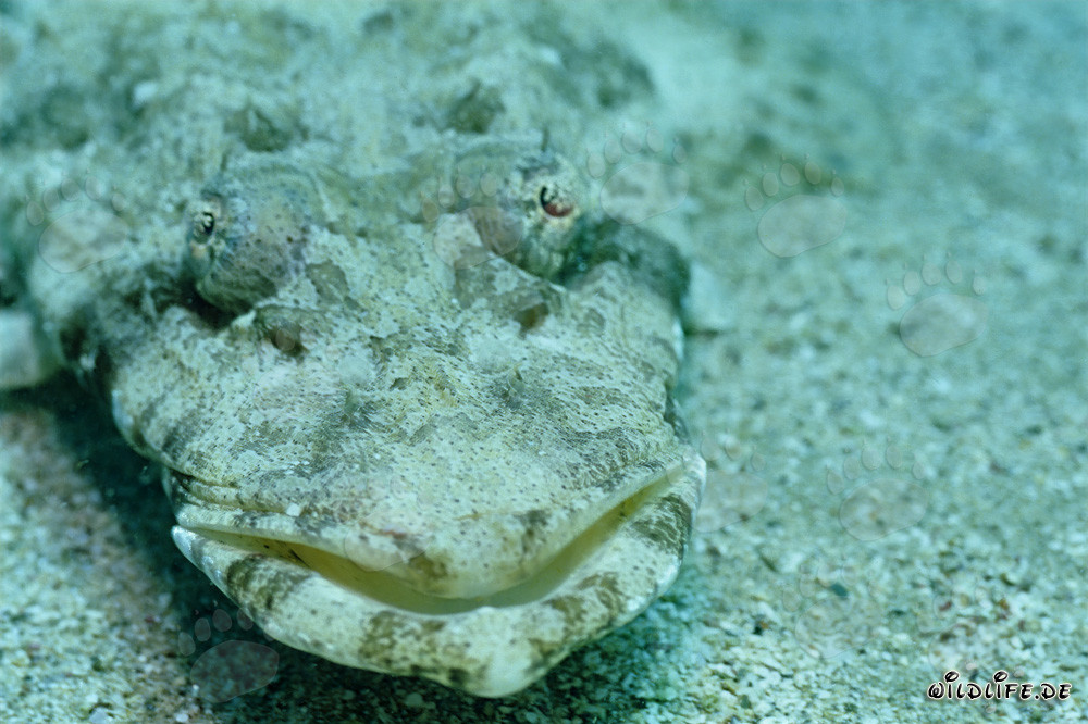 Indian flathead (Platycephalus indicus) on sandy soil