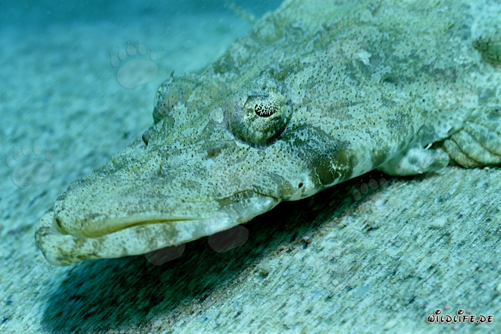 Platycephalus indicus bien camouflé dans les eaux d'El Quseir, mer Rouge, Égypte