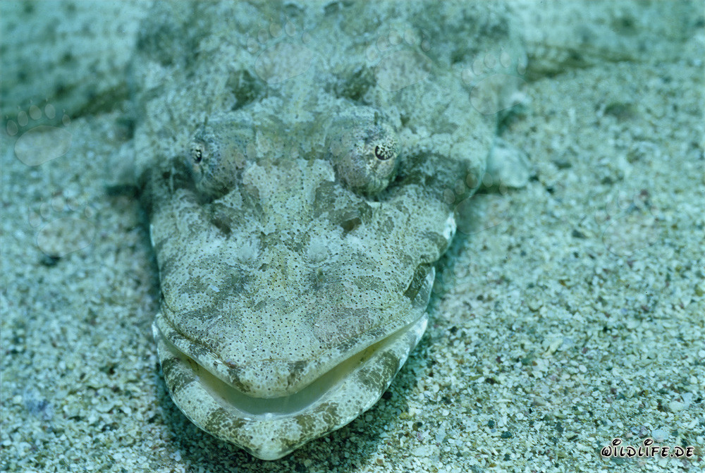 Platycephalus indicus (cabezón indio) en el fondo marino del Mar Rojo