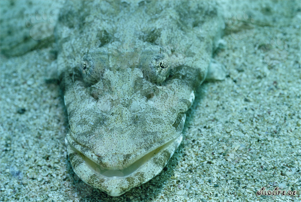 Indian flathead (Platycephalus indicus) on the seabed in the Red Sea