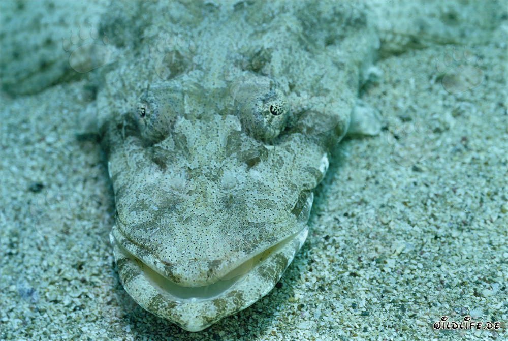 Platycephalus indicus (testa piatta indiana) sul fondale marino del Mar Rosso