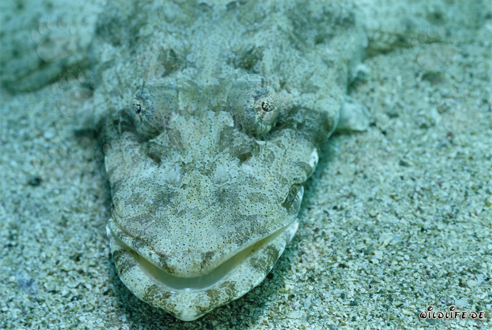 Platycephalus indicus (tête plate indienne) sur le fond marin de la mer Rouge