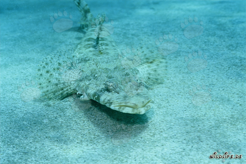Indian Flathead hiding skillfully in the sand