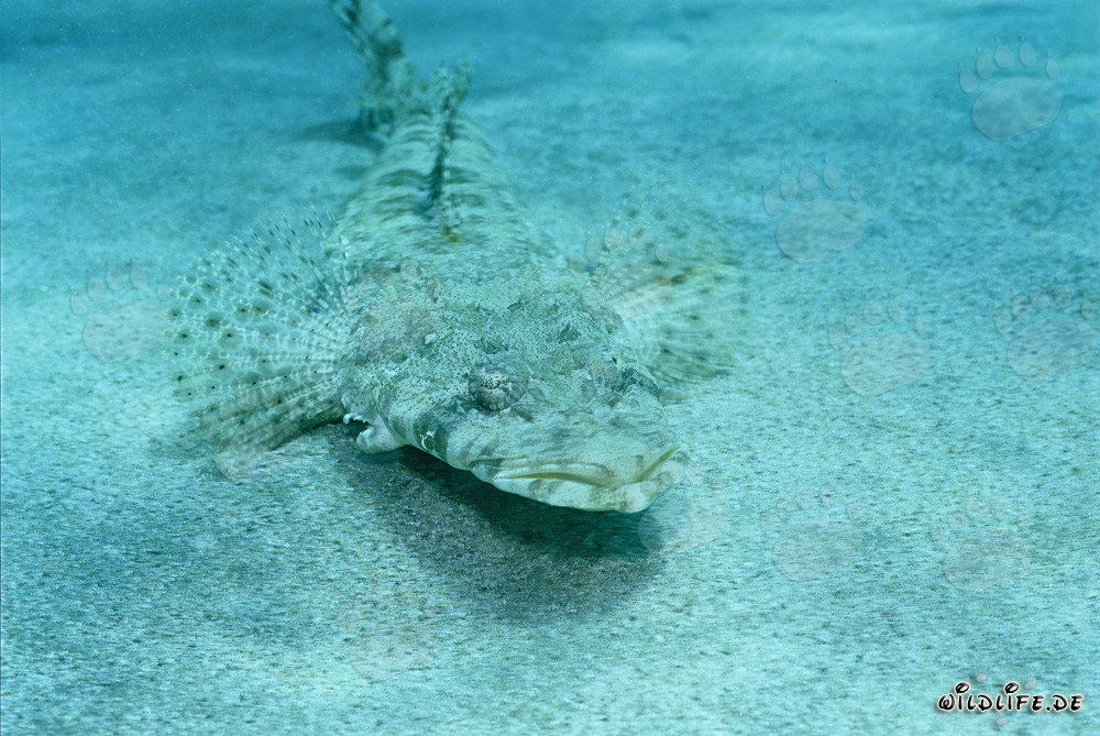 Platycephale indien se camoufle habilement dans le sable