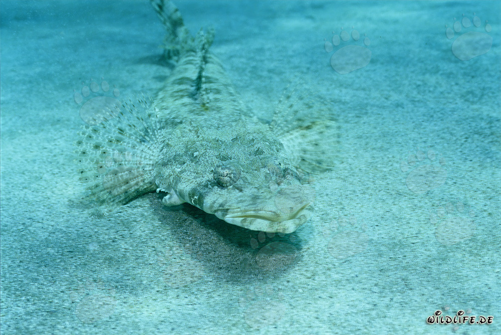 Il Platycephalus indiano si mimetizza abilmente nella sabbia