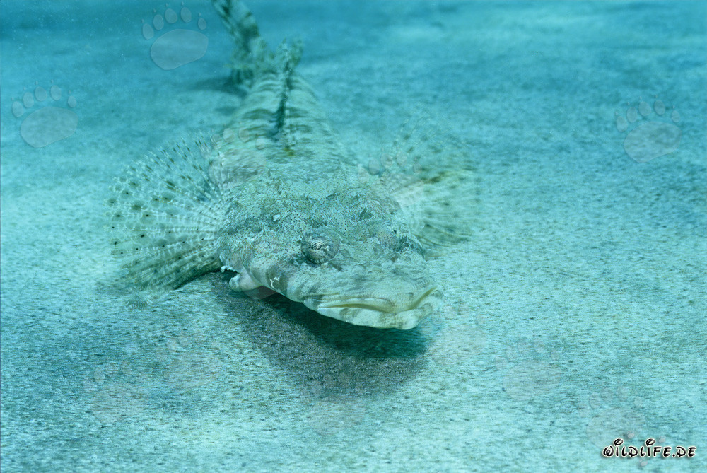 El Platycephalus indico se camufla hábilmente en la arena