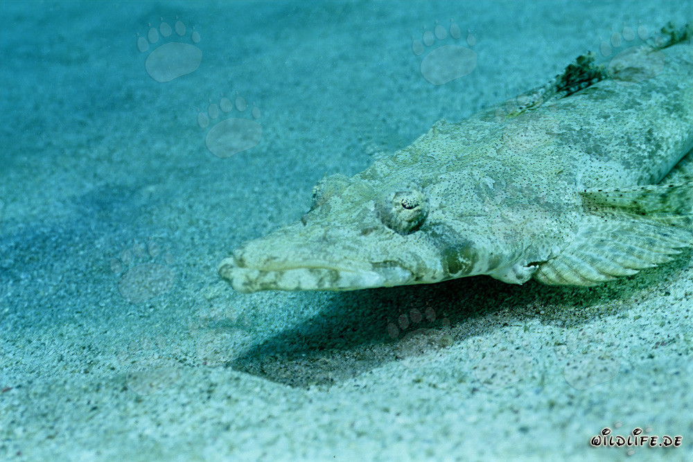 Cabeza plana india bien camuflada (Platycephalus indicus)