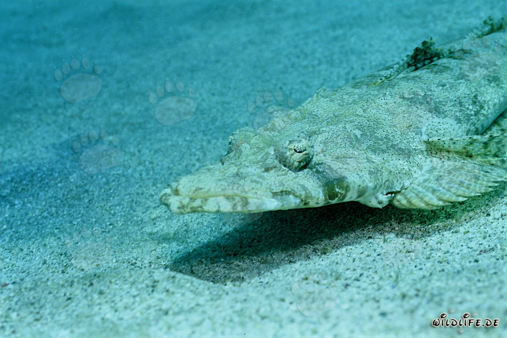 Tête plate indienne bien camouflée (Platycephalus indicus)